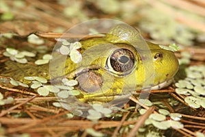 Green Frog In A Pond