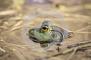 Green frog in a pond