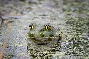 Green frog in a pond