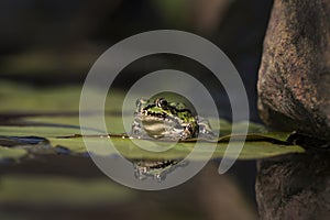 Green frog in a pond