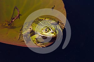 Green frog in the pond