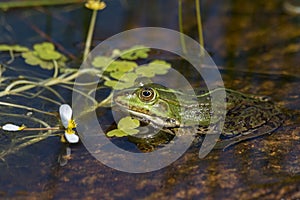 Green frog in the pond