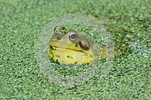 Green Frog In A Pond