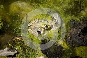 .Green frog in a pond in the clo de galvani