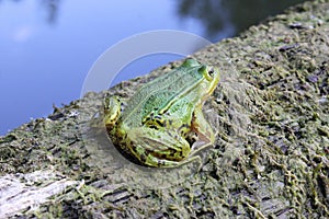 Green frog in a pond close up water