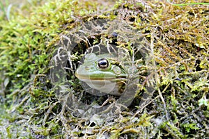 Green frog in a pond close up water