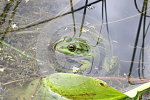 Green frog in a pond close up water