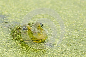 Green Frog in Pond