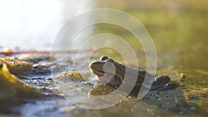 Green frog in the pond in lifestyle a swamp. Rana Esculenta . frog on nature in water. wild animal concept