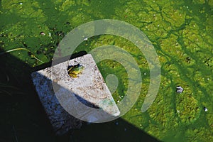 Green frog in the green pond on the plastic sheet.