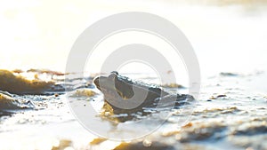 Green frog in the pond in a swamp. Rana Esculenta. frog on nature in lifestyle water. wild animal concept