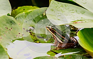 Green frog in pond under lotus leaf in morning light