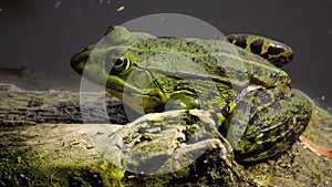 Green frog