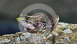 Green Frog Posing on a Rock