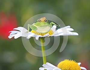 A green frog prince with a golden crown sits on a summer daisy