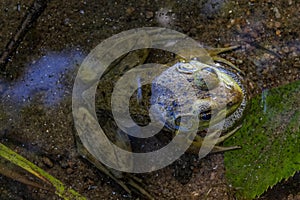 The green frog of Quebec with head out of the water