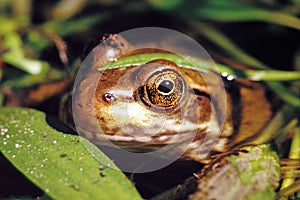 Green Frog - rana clamitans