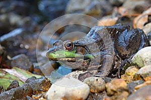 Green Frog (Rana clamitans) photo