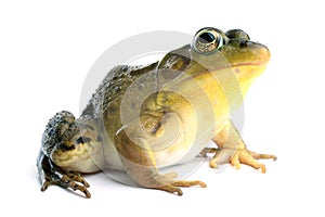 Green frog (Rana clamitans)