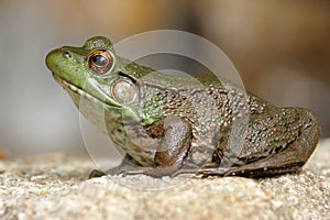 Green Frog (Rana clamitans) photo