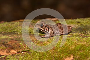 Green frog (Rana clamitans)