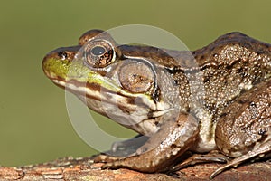 Green Frog Rana clamitans photo
