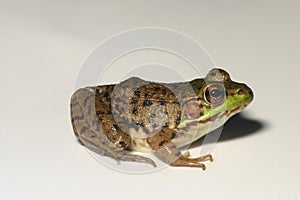 Green frog (Rana clamitans Lithobates clamitans)