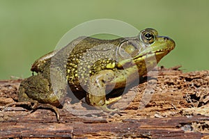 Green Frog (Rana clamitans) on a log photo