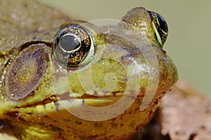 Green Frog (Rana clamitans) on a log photo