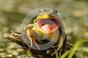 Green Frog (Rana clamitans) with Mouth Open