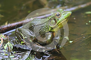 Green Frog (Rana clamitans) in a Pond photo