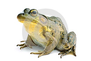Green frog (Rana clamitans) photo