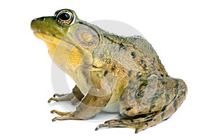 Green frog (Rana clamitans)