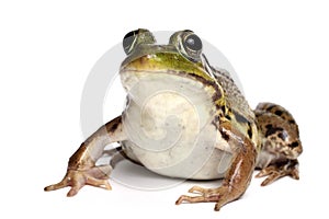 Green frog (Rana clamitans) photo