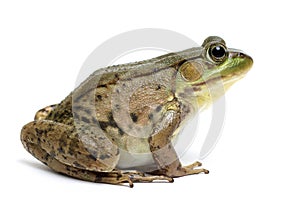 Green frog (Rana clamitans) photo