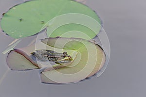 Green frog (rana esculenta) sitting on a green leave