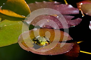 Green frog rana sitting on water lily leaf in pond