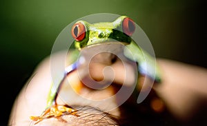 Green frog red eyes