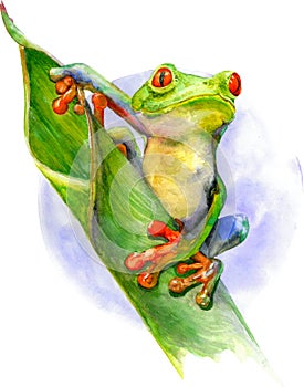 Green frog with red eyes and fingers sitting on the green leaf. Watercolor illustration isolated on white background