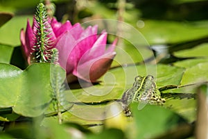 Green frog and red water lily flower
