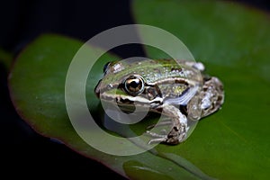 Green frog reflected