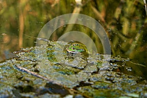 Green Frog Rests on Algae-Covered Surface in Tranquil Pond Setting