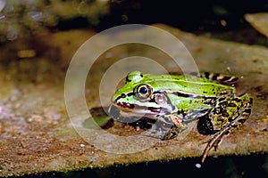 A green frog is basking in the spring sun on the shore of a water reservoir