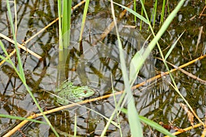 green frog sit in a pond among water plants