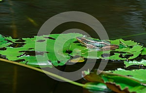 Green frog sits on a green leaf