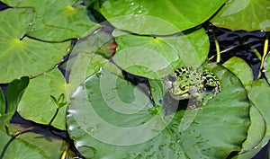 A green frog sits on lily pad in the pond and inflates its cheeks