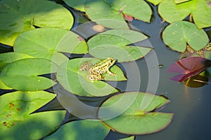 Green frog sits on a green lotus leaf in a pond