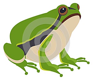 Green frog. Sitting amphibia. Wild animal icon