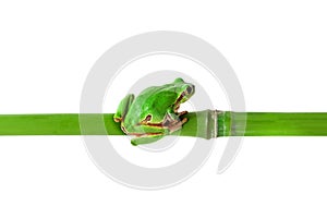 Green frog sitting on bamboo stick. Tree frog on bamboo isolated on white with clipping path.