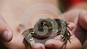 Green Frog Sitting in the Children`s Hands. Slow Motion